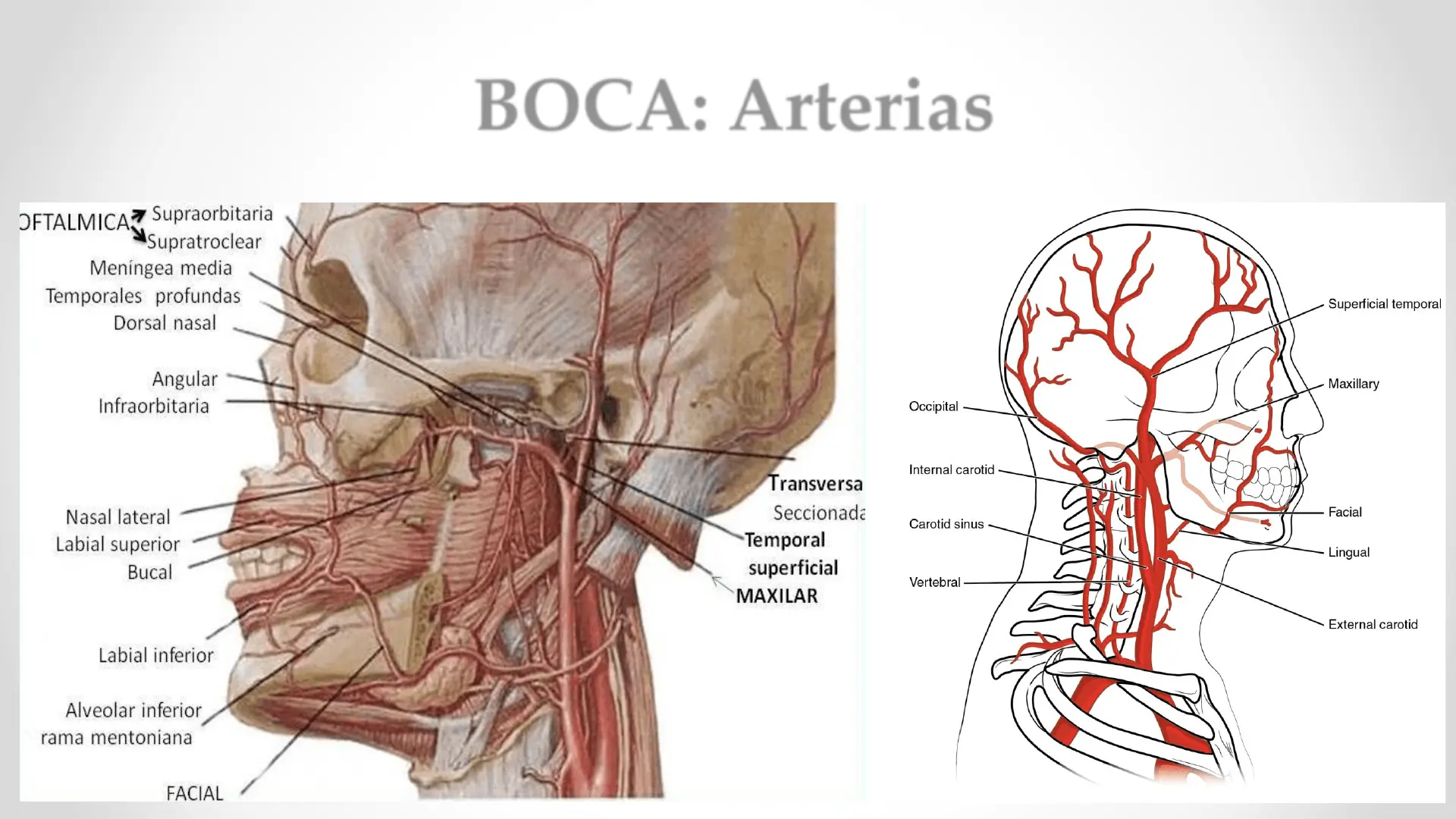 irrigacion boca - Cómo se irrigan los dientes