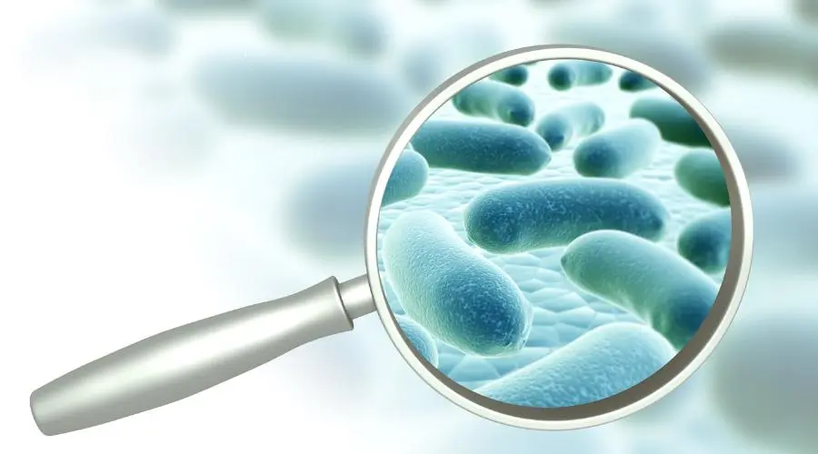 bacterias en la boca - Cuáles son las bacterias más comunes en la boca